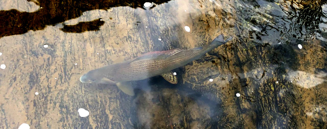 Craig Llyn grayling - RC from Bristol